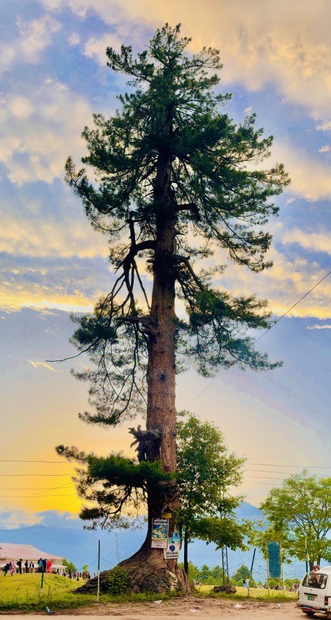 Lone Tree