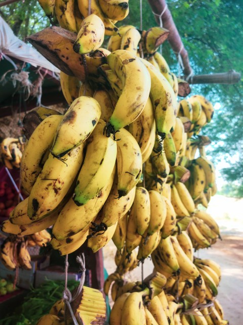 Lots of bananas hanging in the greengrocer's shop