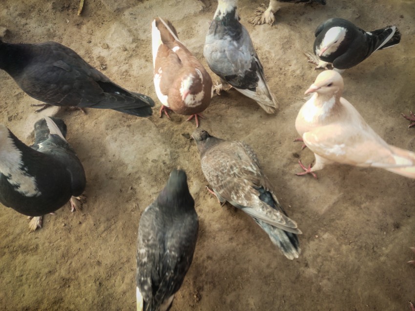 Lots of colorful pigeons sitting on the ground waiting for the grain