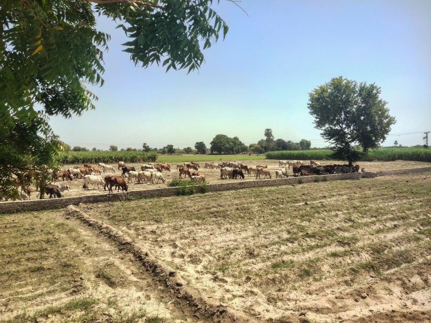 Lots of cows and calves grazing in the vacant land of the village