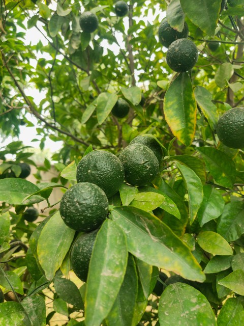 Lots of oranges on an orange tree, and Fruit stock footage