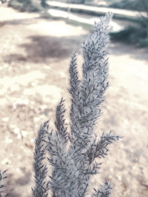 Macro of a plant with small, pointed leaves in a Christmas style with aqua-menthe colours