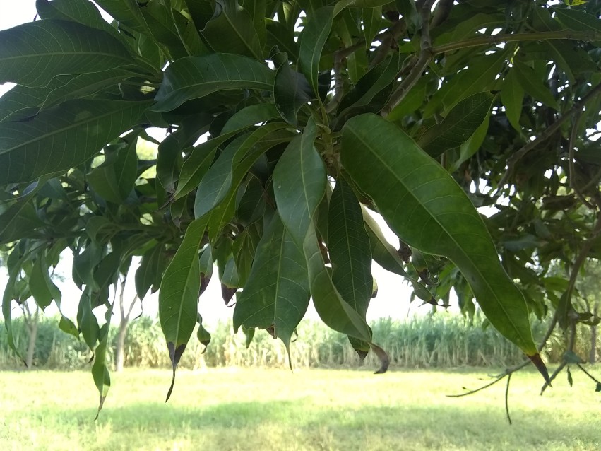 Mango Tree closeup stock footage