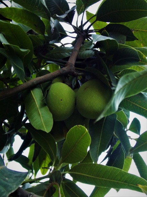 Mangoes