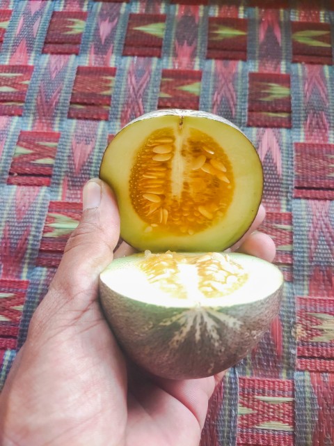 Melon seeds can be seen after cutting a small and unripe melon.