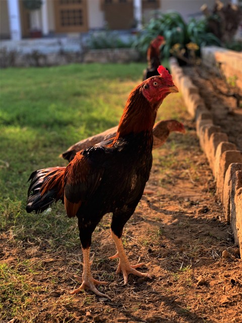 Mianwali Aseel Rooster