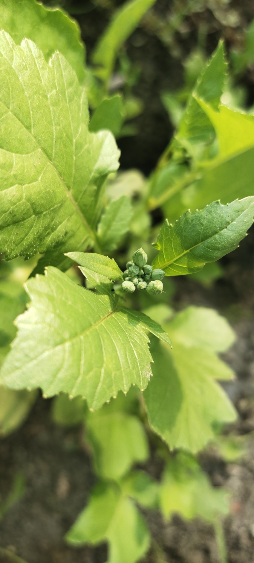 Mogari vegetable, full radish pods on plant