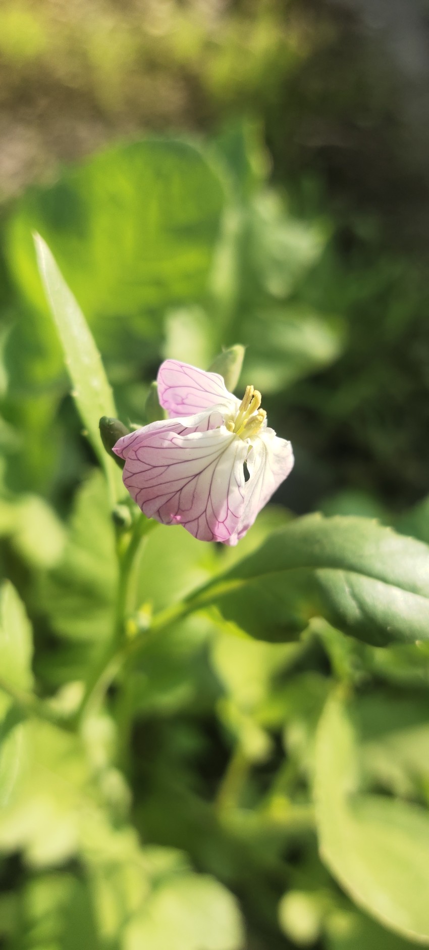 Mogri vegetable, Radish flower on plant