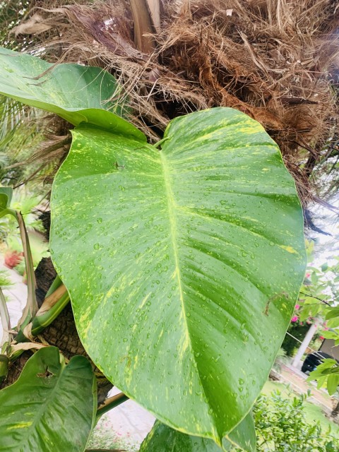 Money Plant Leaf