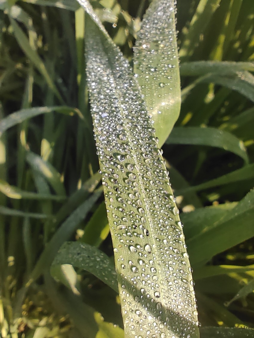 Morning dew drops on sugarcane crop