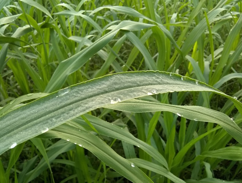 Morning dew on sugarcane crop