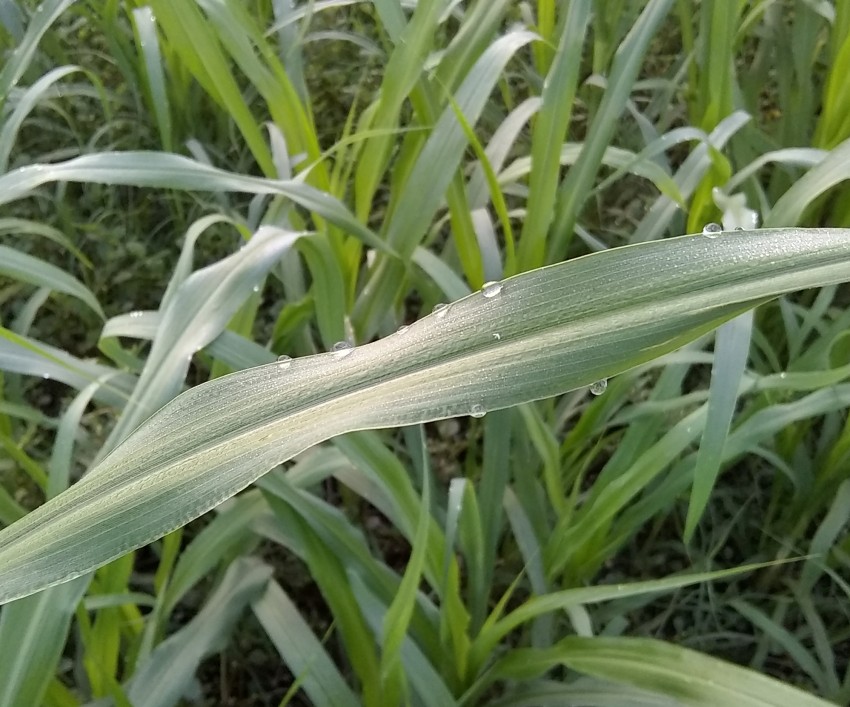 Morning dew on sugarcane crop