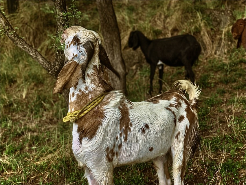 Mountain Goat Eating Leaves