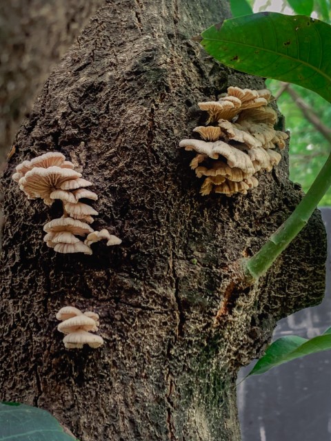 Mushrooms on Mango Tree