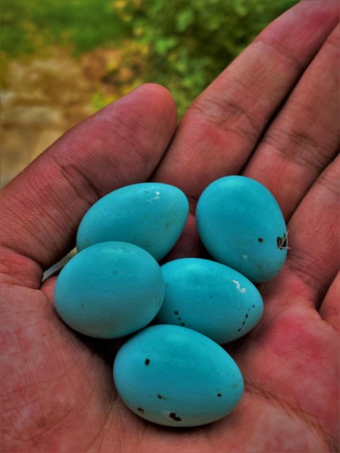 Myna Bird Eggs