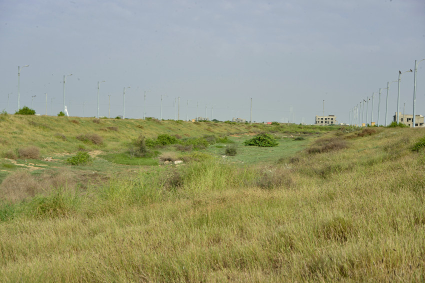 Natural Landscape Wild Grass Out Grown at Sea View, Karachi