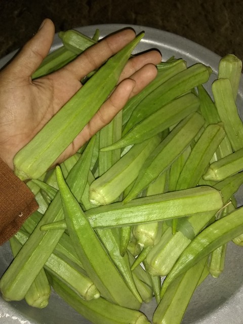 Okra as big as hand, Full HD Stock Footage