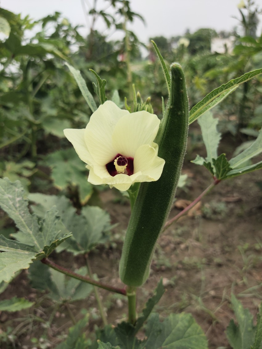 Okra flower with large okra