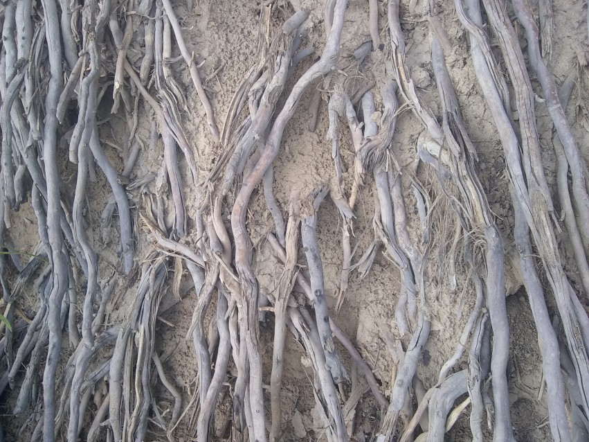 Old and big tree roots