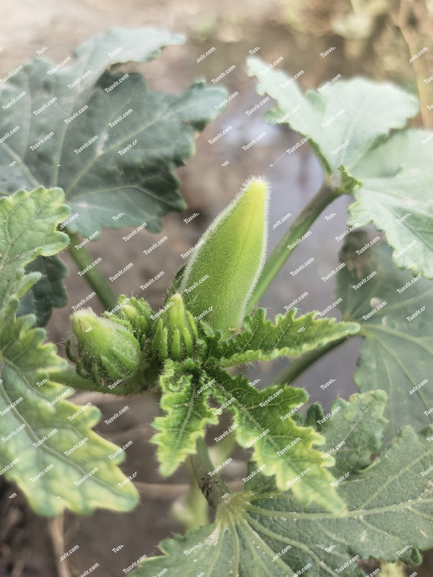 On the okra plant there are many okra pods that are still small