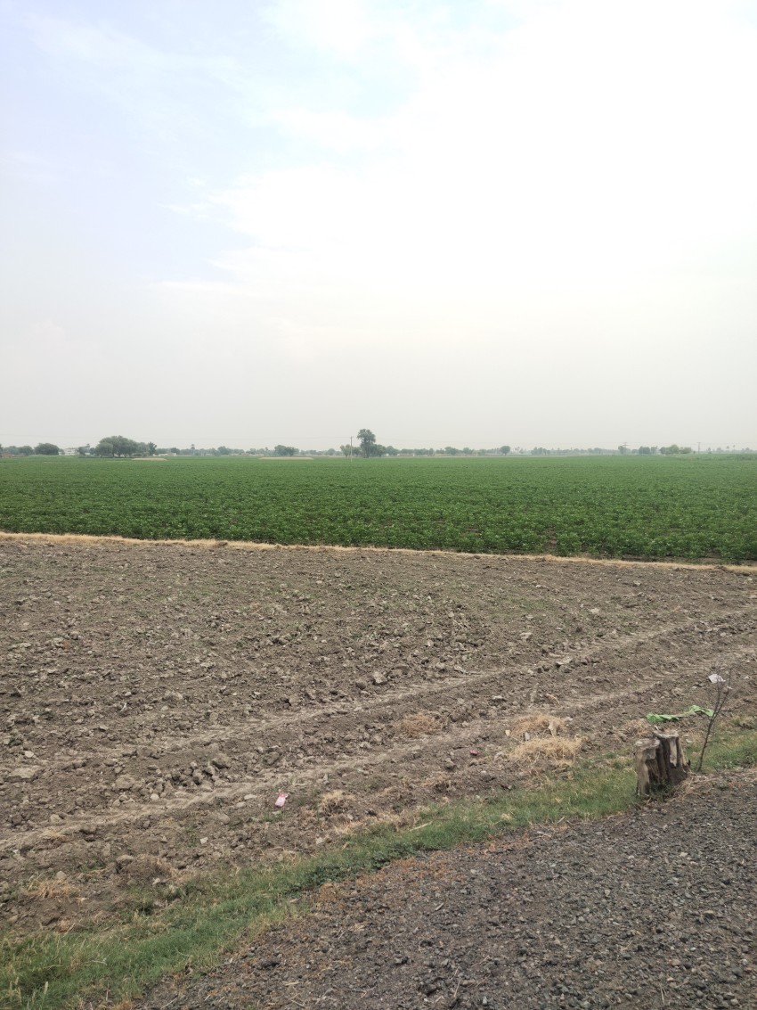 One land is ready for cultivation and one has cotton crop with blue sky above