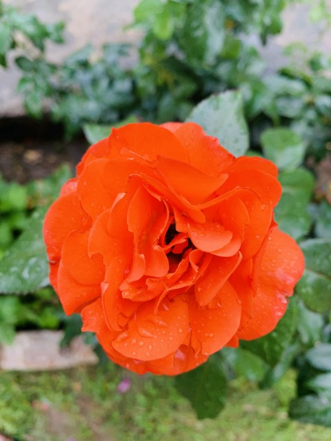 Orange Flower