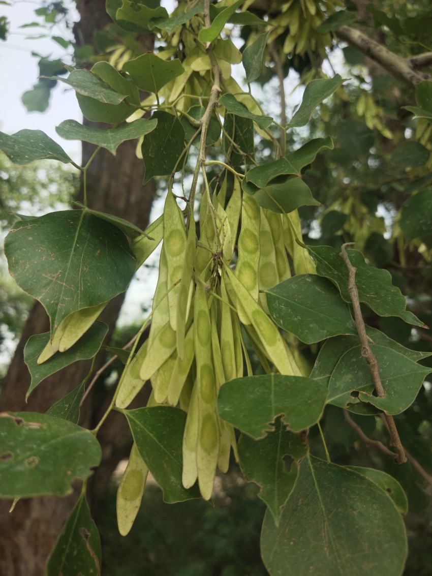 Organic green sheesham ki fali or Pakistani Rosewood (Dalbergia sissoo) seed pods bunch with few leaves
