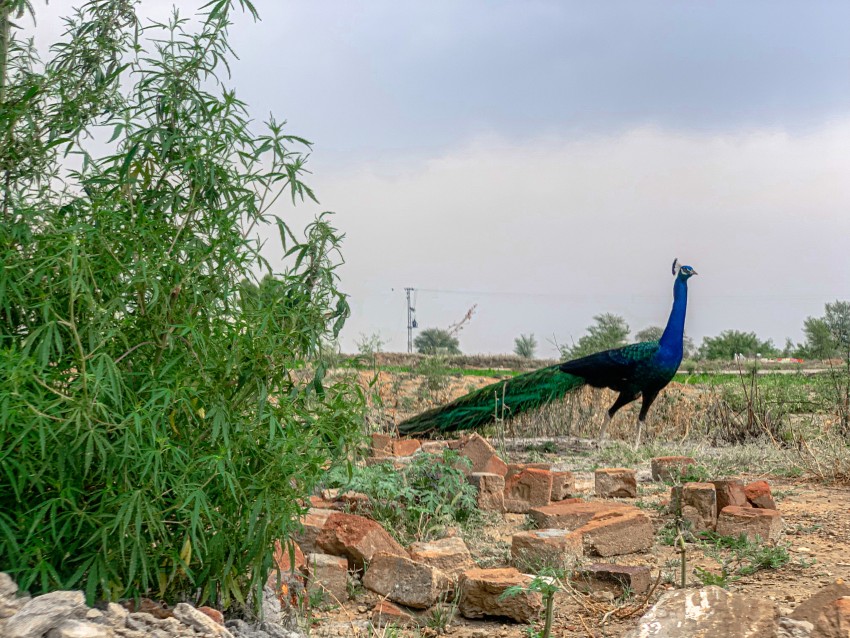 Peacock