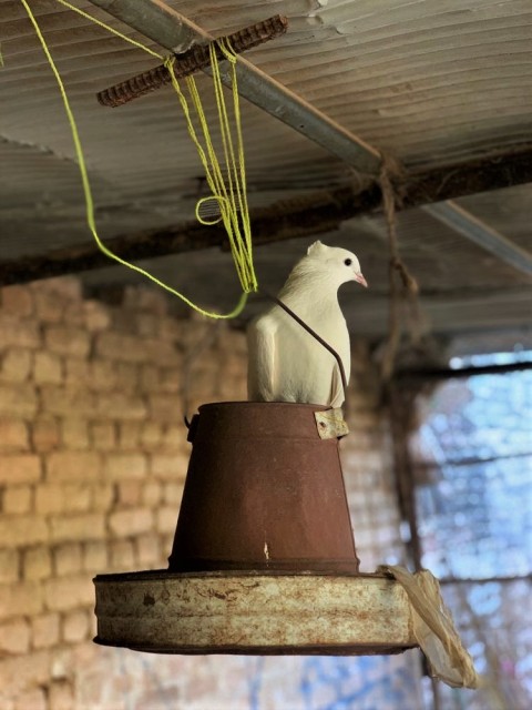 Pigeon