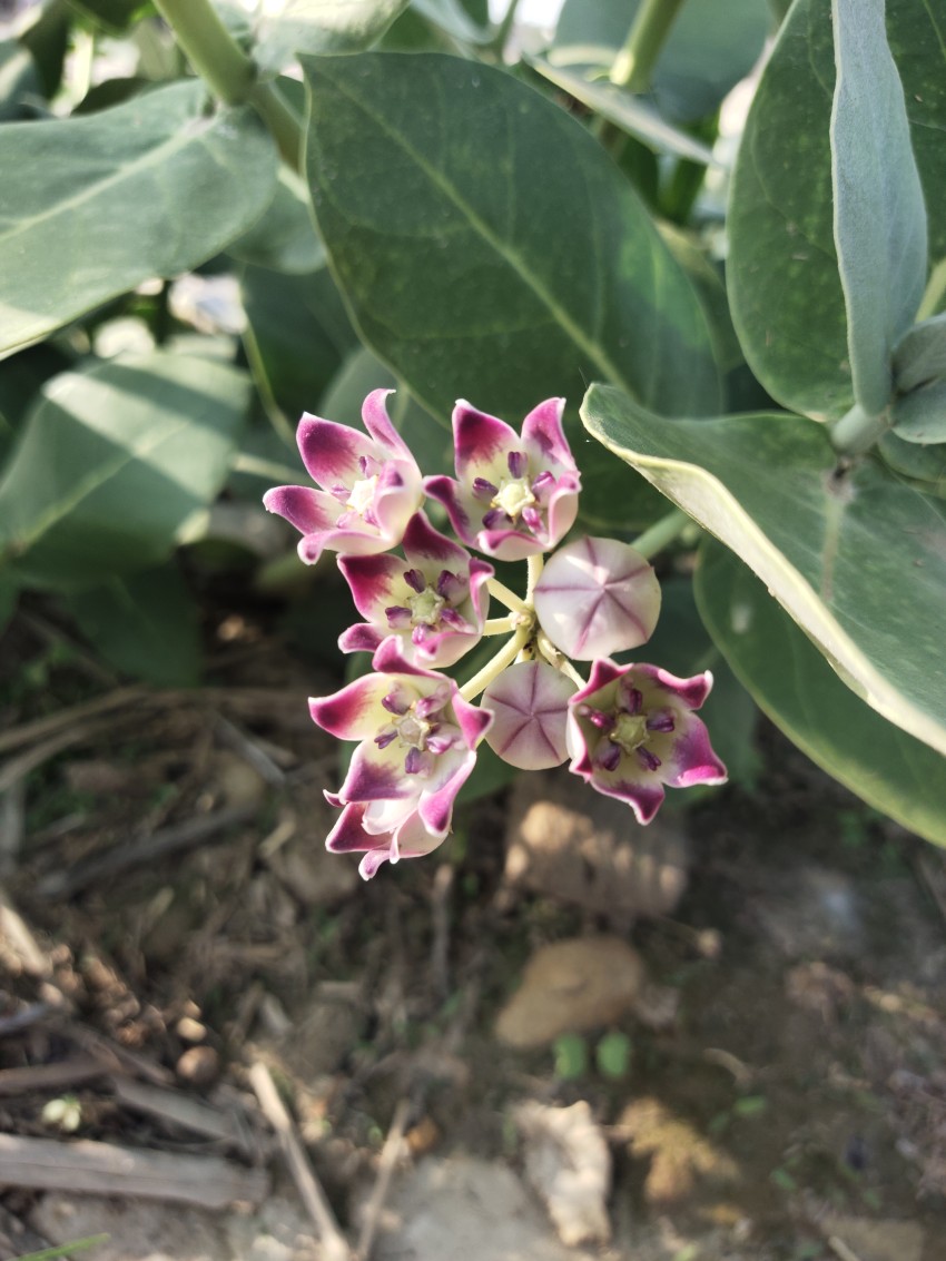 Pink and white flowers on Sodom apple plant Calotropis Procera