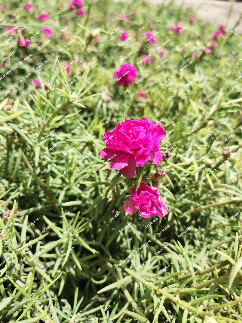 Pink flower stock footage in the grass