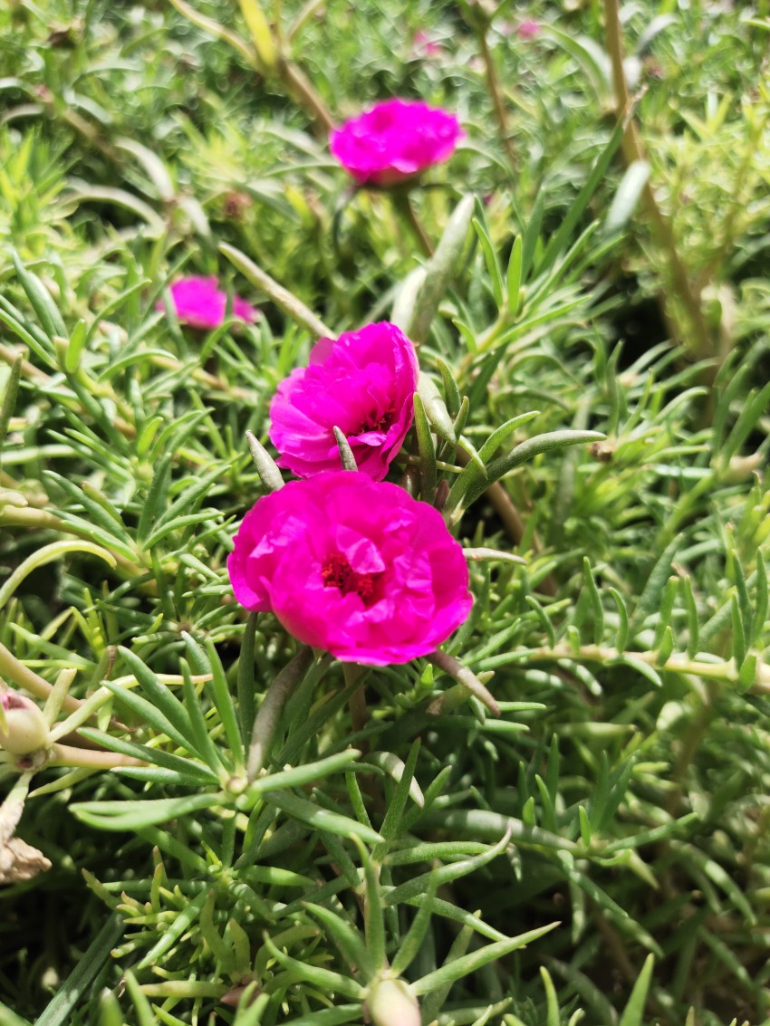Pink flowers were blooming in the garden.