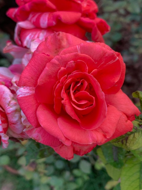 Pink Rose