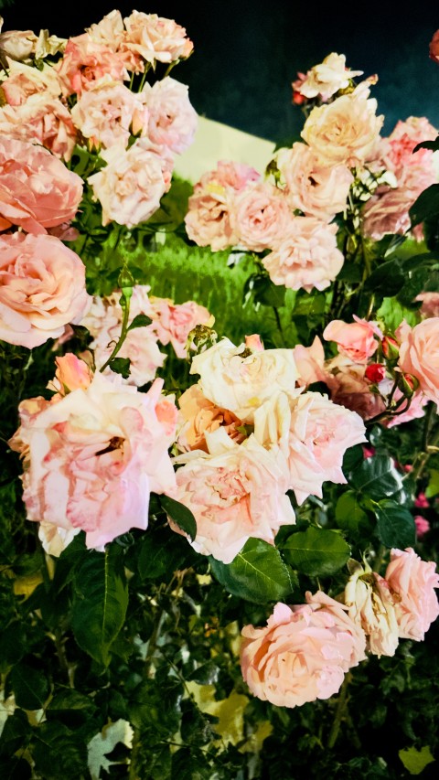 Pink Roses