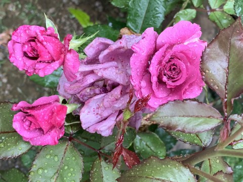 Pink Roses After Heavy Rain