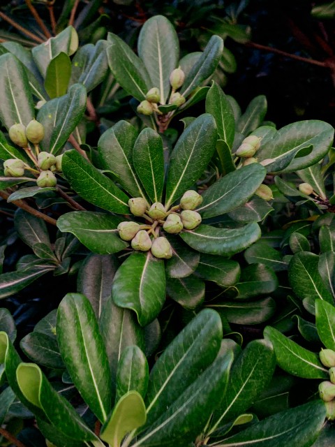 Pittosporum Tobira
