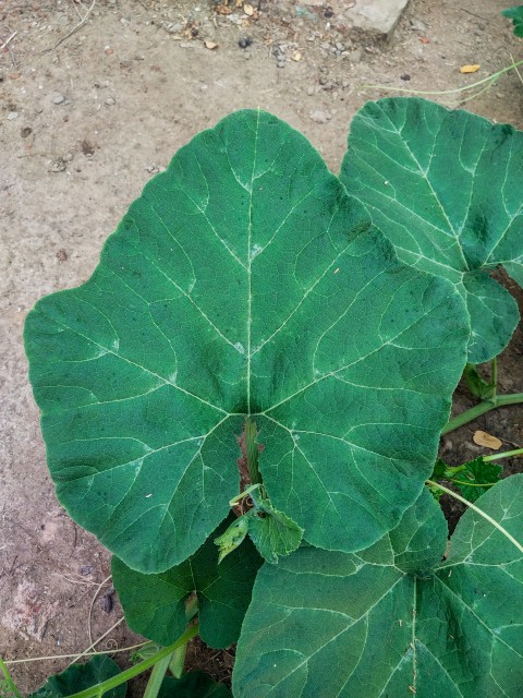 Planting pumpkin and leaves in the yard. Subsistence farming Stock Footage