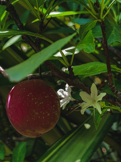 Plum & White Flowers