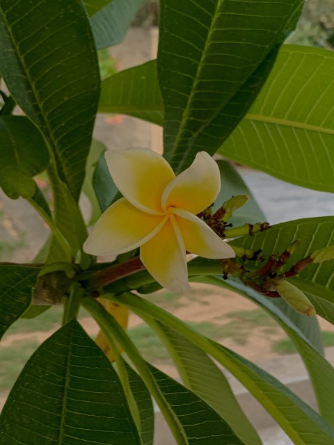 Plumeria Alba