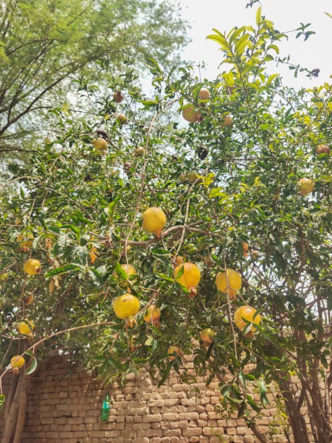 Pomegranate tree in the village house, Fruit tree stock footage