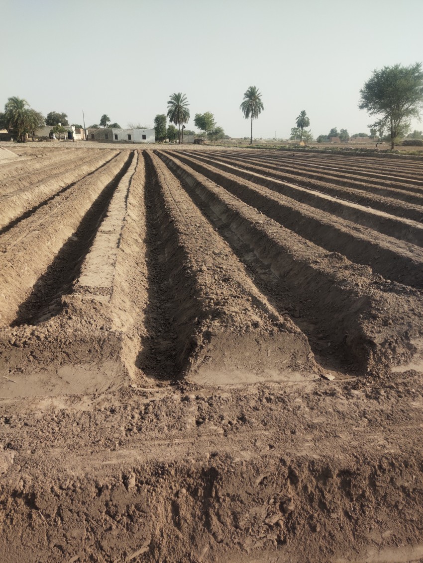 Preparation of fields for cotton cultivation