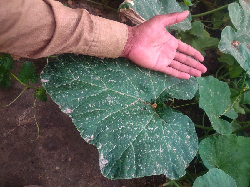 Pumpkin leaves in the garden that are bigger than a human hand.