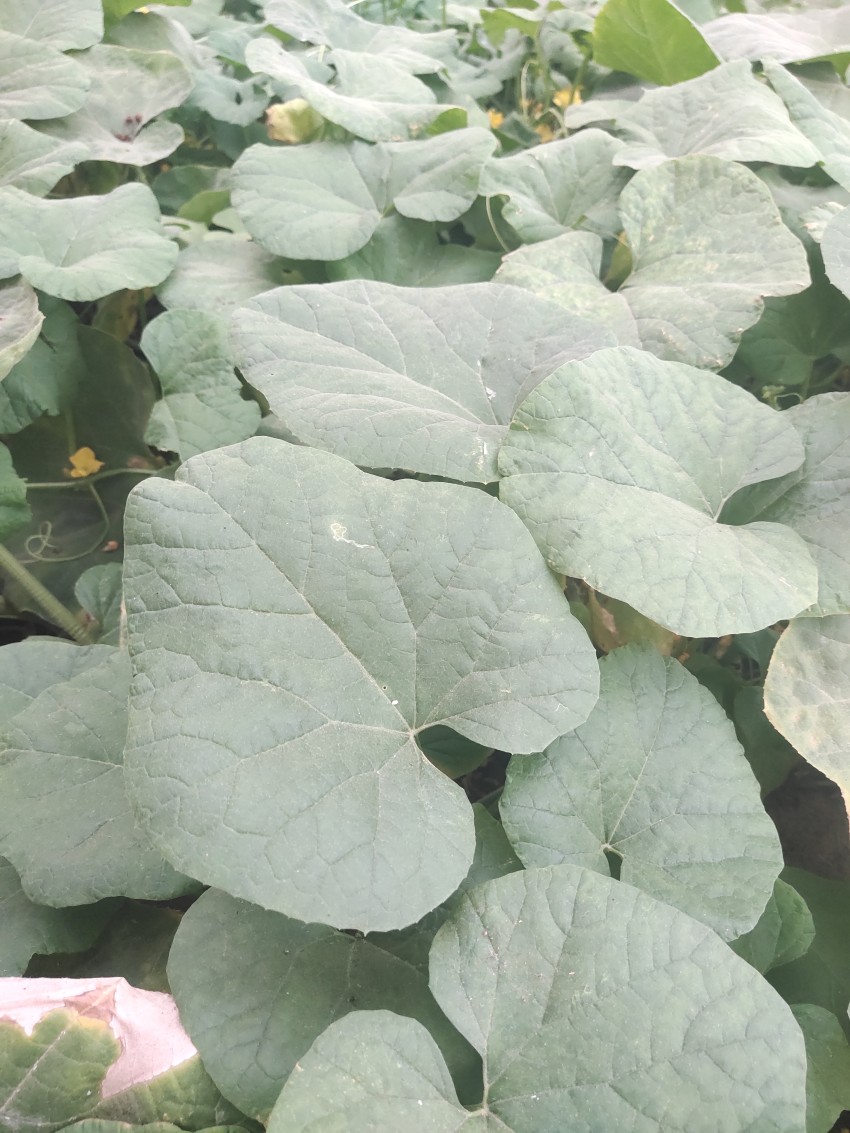 Pumpkin Planting and Growing leaves, Nature stock footage