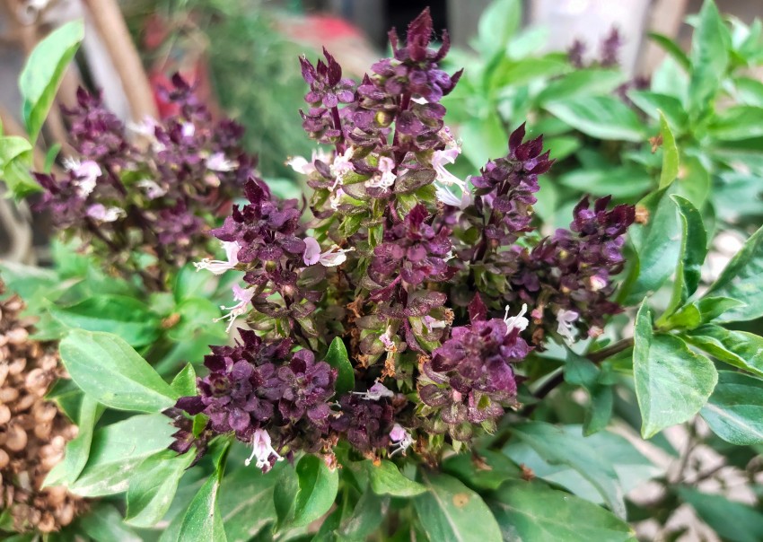 Purple basil flower blossoms were basil leaves. Stock Footage