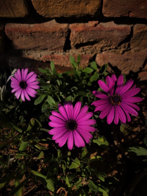 Cape Daisy