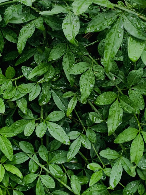 Rain Drops on a Plant