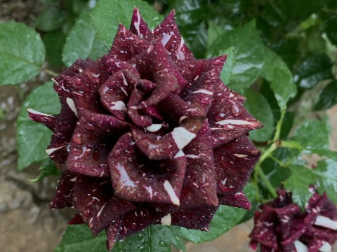 Rain Drops on a Rose