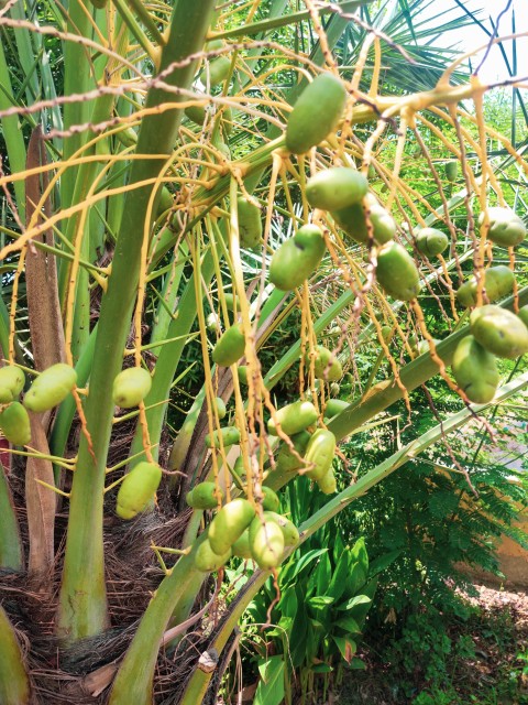 Raw dates that have fallen on trees, Fruit stock footage