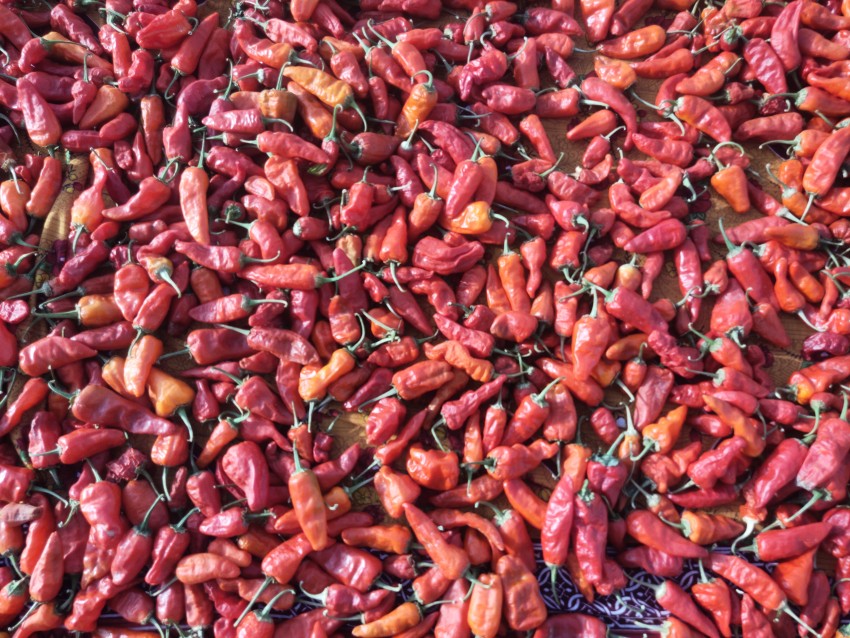 Red chillies which are later converted into ground chillies.