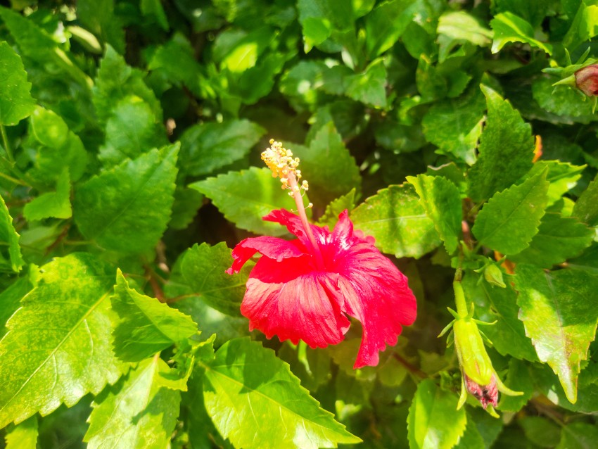 Red Hibiscus flower, Puerto Cayo, Ecuador stock Footage